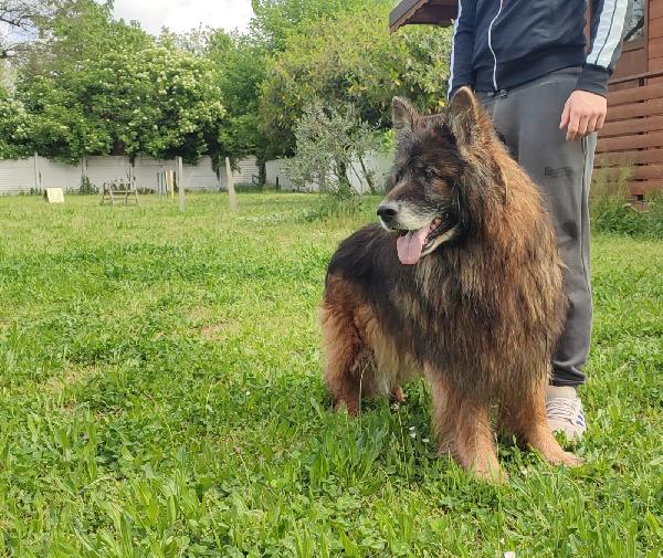 ELVIS PASTORE TEDESCO Foto 6